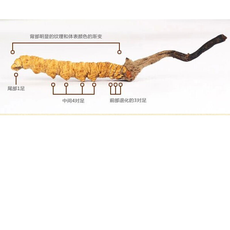 青海玉树野生虫草