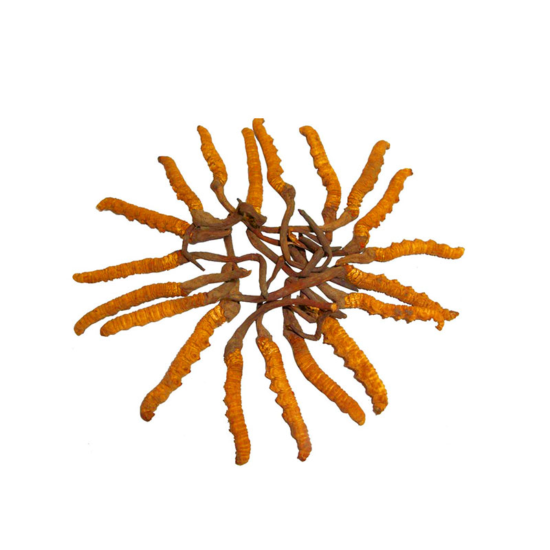 同仁堂 青海玉树冬虫夏草 